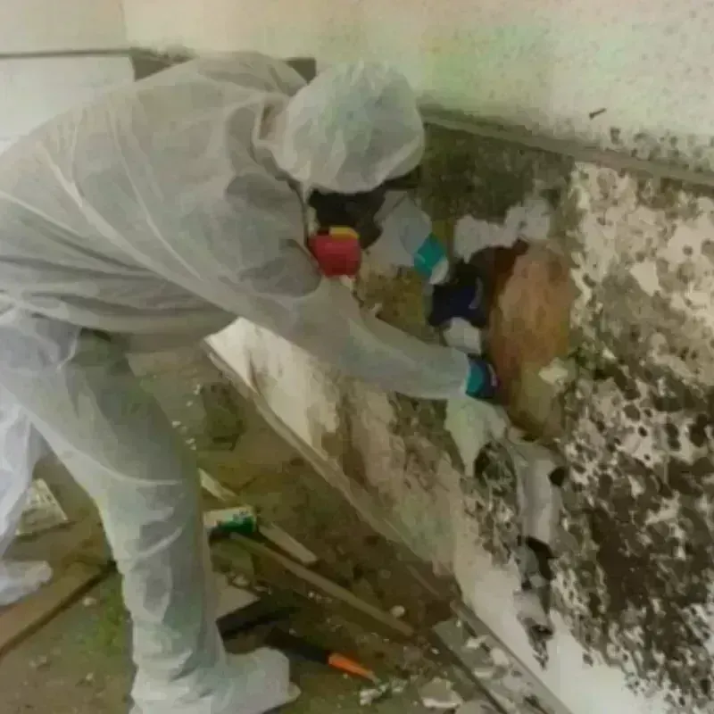 Mold Remediation and Removal in Bloomfield, KY